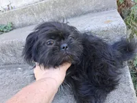 Milo, a male Pug and Shih Tzu for sale in Wartrace, TN – 2 of 4