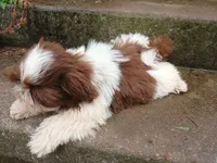 Kisses, a female Shih Tzu for sale in Wartrace, TN – 8 of 8