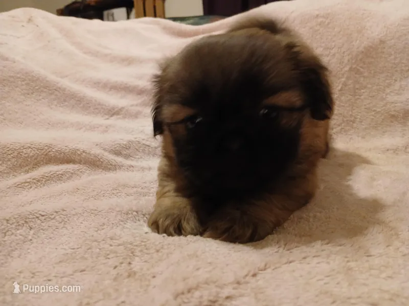 Leopold  – Shih Tzu puppy for sale in Wartrace, TN