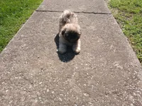 Leo, a male Shih Tzu for sale in Wartrace, TN – 5 of 6
