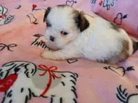 Sweetheart, a female Shih Tzu for sale in Wartrace, TN – Photo 5 of 5