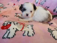 Sweetheart, a female Shih Tzu for sale in Wartrace, TN – Photo 4 of 5