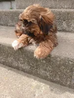 Red, a male Shih Tzu for sale in Wartrace, TN – 5 of 6
