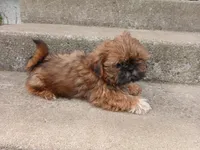 Red, a male Shih Tzu for sale in Wartrace, TN – 2 of 6