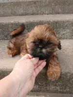 Red, a male Shih Tzu for sale in Wartrace, TN – 4 of 6