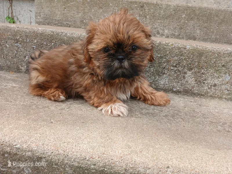 Red – Shih Tzu puppy for sale in Wartrace, TN