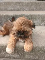 Red, a male Shih Tzu for sale in Wartrace, TN – 3 of 6
