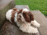 Kisses, a female Shih Tzu for sale in Wartrace, TN – 4 of 8