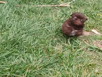 Pippy , a female Shih Tzu for sale in Wartrace, TN – Photo 5 of 9