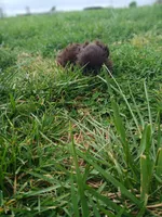 Pippy , a female Shih Tzu for sale in Wartrace, TN – Photo 8 of 9