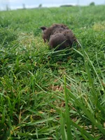 Pippy , a female Shih Tzu for sale in Wartrace, TN – Photo 6 of 9