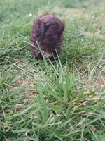 Pippy , a female Shih Tzu for sale in Wartrace, TN – Photo 7 of 9