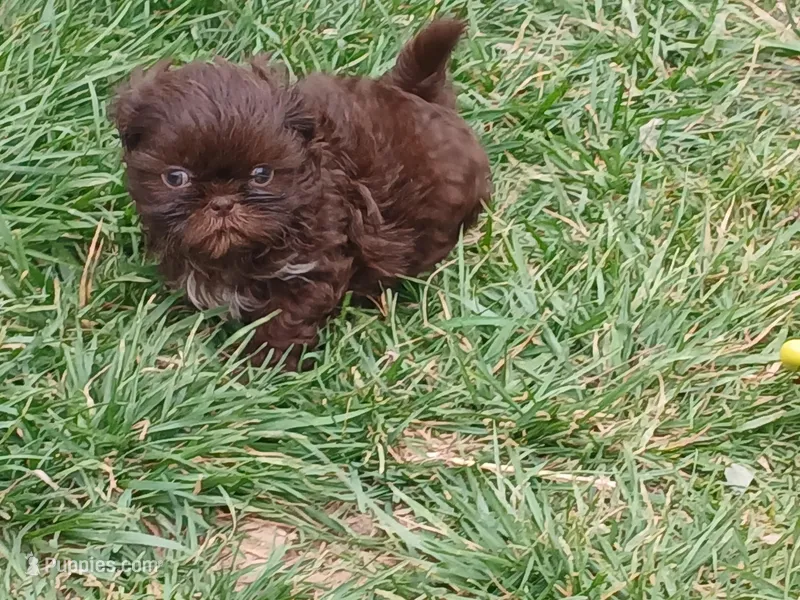Pippy  – Shih Tzu puppy for sale in Wartrace, TN