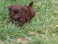 Pippy , a female Shih Tzu for sale in Wartrace, TN – Photo 1 of 9