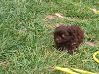 Pippy , a female Shih Tzu for sale in Wartrace, TN – Photo 2 of 9