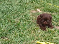Pippy , a female Shih Tzu for sale in Wartrace, TN – Photo 4 of 9