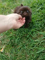 Pippy , a female Shih Tzu for sale in Wartrace, TN – Photo 9 of 9