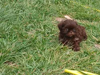 Pippy , a female Shih Tzu for sale in Wartrace, TN – Photo 3 of 9