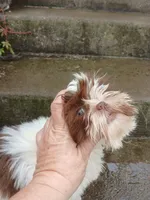 Kisses, a female Shih Tzu for sale in Wartrace, TN – 5 of 8