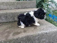 Oreo, a male Shih Tzu for sale in Wartrace, TN – 3 of 5