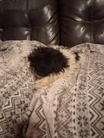 Claire, a female Shih Tzu for sale in Wartrace, TN – 4 of 5