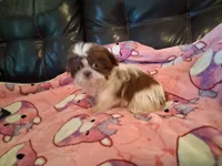 Daisy , a female Shih Tzu for sale in Wartrace, TN – 2 of 4