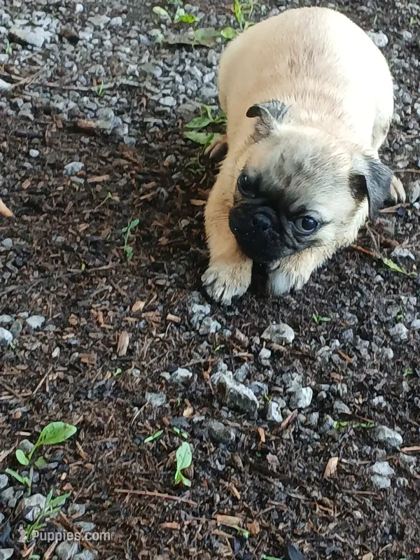 Marshall – Pug puppy for sale in Wartrace, TN