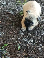 Marshall, a male Pug for sale in Wartrace, TN – 1 of 9