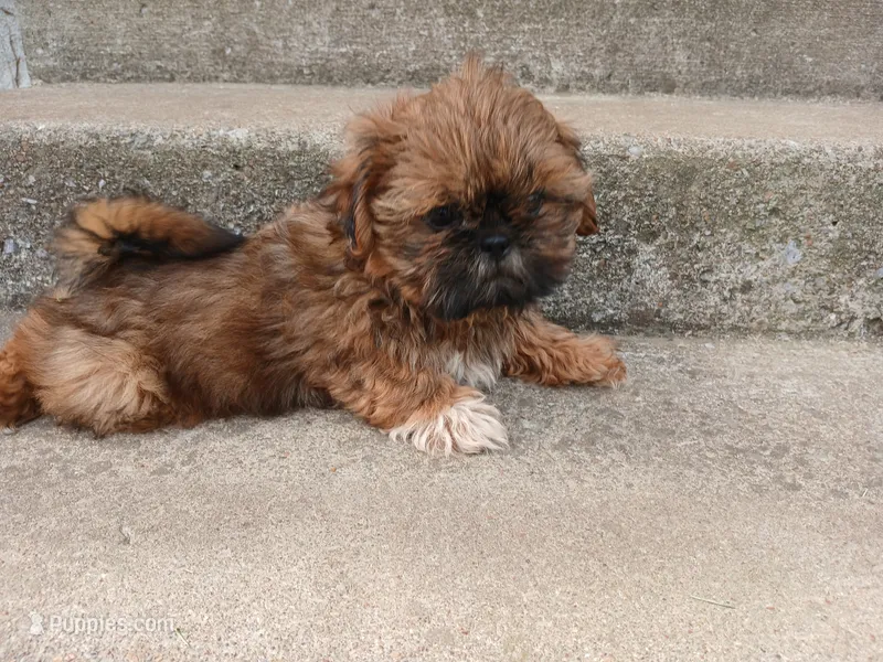 Red – Shih Tzu puppy for sale in Wartrace, TN