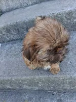 Toffee , a female Shih Tzu for sale in Wartrace, TN – 3 of 6