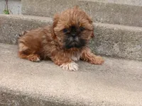 Red, a male Shih Tzu for sale in Wartrace, TN – 2 of 5