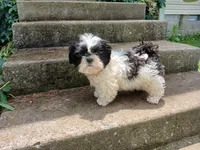 Panda Bear , a male Shih Tzu for sale in Wartrace, TN – 1 of 7