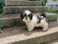 Panda Bear, a male Shih Tzu for sale in Wartrace, TN – 4 of 5