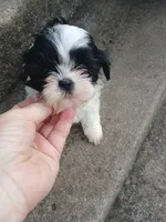 Panda Bear, a male Shih Tzu for sale in Wartrace, TN – 3 of 6
