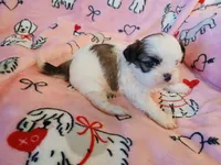 Sweet Heart, a female Shih Tzu for sale in Wartrace, TN – Photo 3 of 6