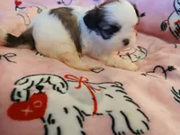 Sweet Heart, a female Shih Tzu for sale in Wartrace, TN – Photo 2 of 6