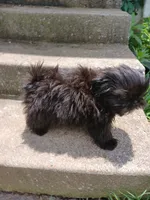 Onyx, a female Shih Tzu for sale in Wartrace, TN – 7 of 7