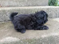 Ebony , a male Shih Tzu for sale in Wartrace, TN – 4 of 6