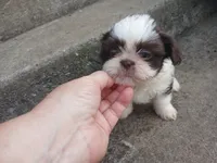 Kisses , a female Shih Tzu for sale in Wartrace, TN – 3 of 4