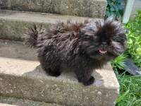 Onyx, a female Shih Tzu for sale in Wartrace, TN – 3 of 7