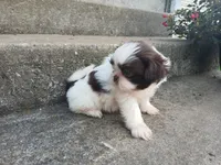 Kisses , a female Shih Tzu for sale in Wartrace, TN – 1 of 4