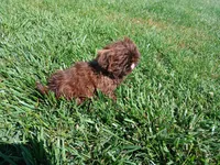 Tippy, a female Shih Tzu for sale in Wartrace, TN – 2 of 6