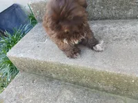 Tippy, a female Shih Tzu for sale in Wartrace, TN – 6 of 6