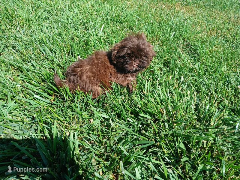 Tippy – Shih Tzu puppy for sale in Wartrace, TN