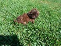 Tippy, a female Shih Tzu for sale in Wartrace, TN – 1 of 6