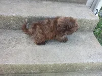 Tippy, a female Shih Tzu for sale in Wartrace, TN – 5 of 6