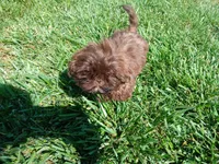 Tippy, a female Shih Tzu for sale in Wartrace, TN – 3 of 6