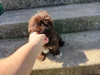Tippy, a female Shih Tzu for sale in Wartrace, TN – 4 of 6