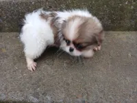 Angel, a female Pug and Shih Tzu for sale in Wartrace, TN – Photo 1 of 5