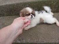 Angel, a female Pug and Shih Tzu for sale in Wartrace, TN – Photo 3 of 5